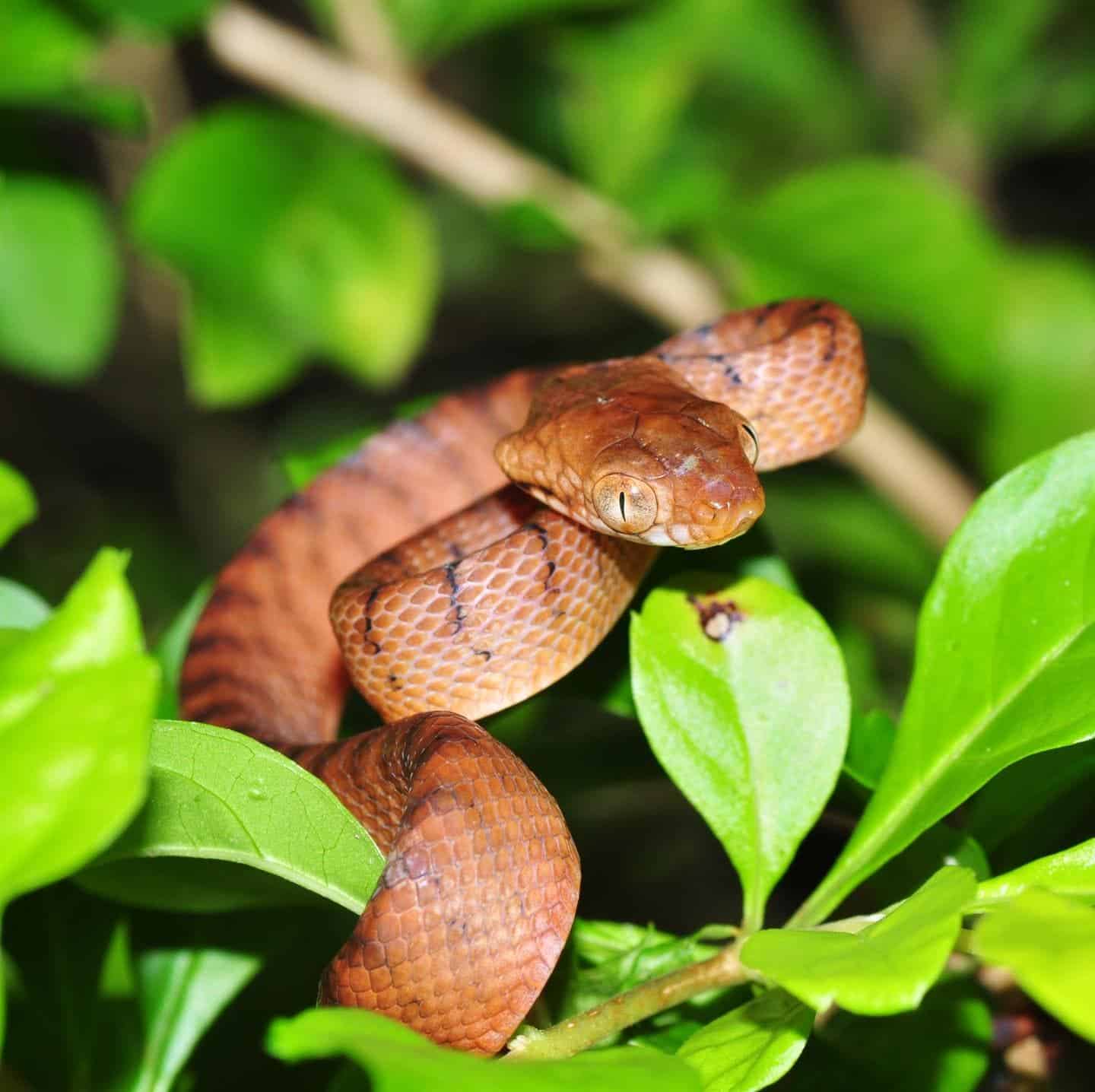 The brown tree snakes (Boiga irregularis) devastated native populations in Guam. Credit: P Krillow.