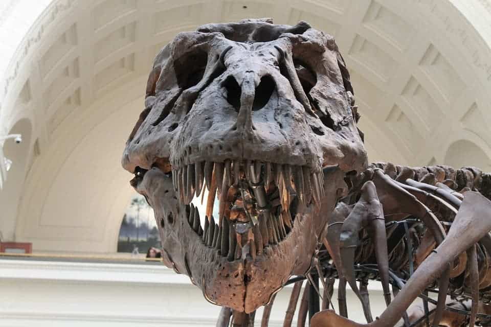 Tyrannosaurus rex.