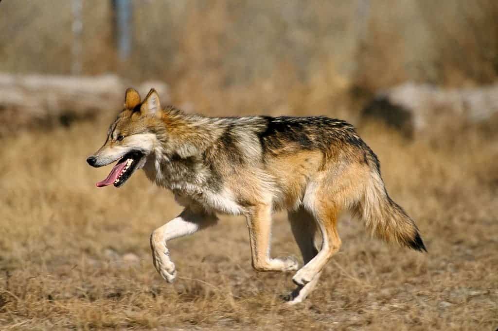 Mexican Wolf. Image credits: Jim Clark.
