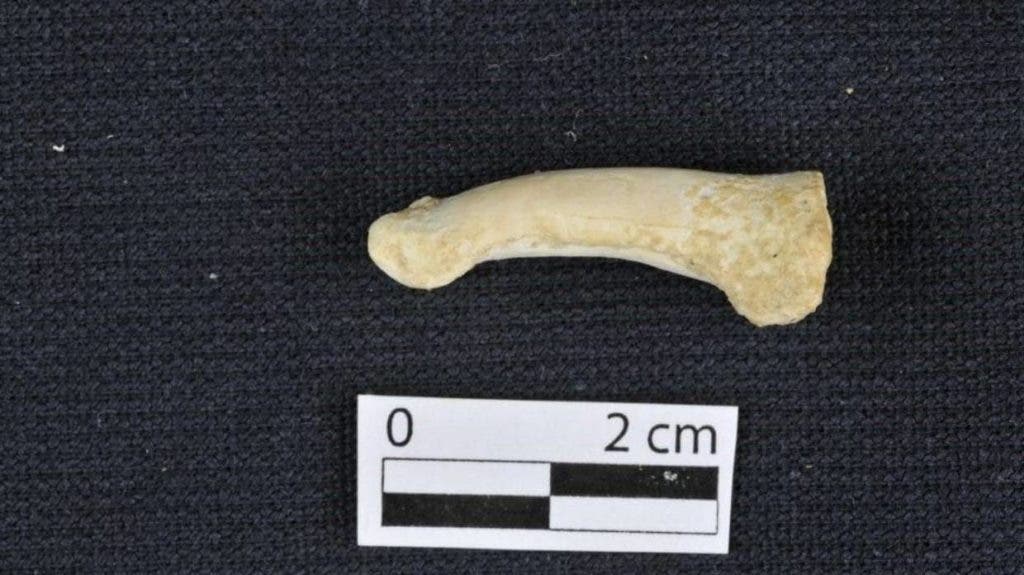A Homo luzonensis toe bone, showing the longitudinal curve. Credit: CALLAO CAVE ARCHAEOLOGY PROJECT.