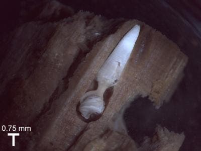 A wood-boring clam inside a chunk of wood at the bottom of the ocean. Credit: Jenna Judge.