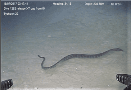 Record-setting dive of a sea snake swimming at 240 metres in the deep-sea ‘twilight zone’ taken in July 2017. Image credit: INPEX-operated Ichthys LNG Project.