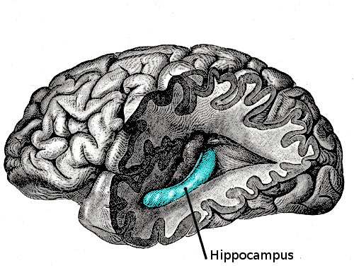 Hippocampus.