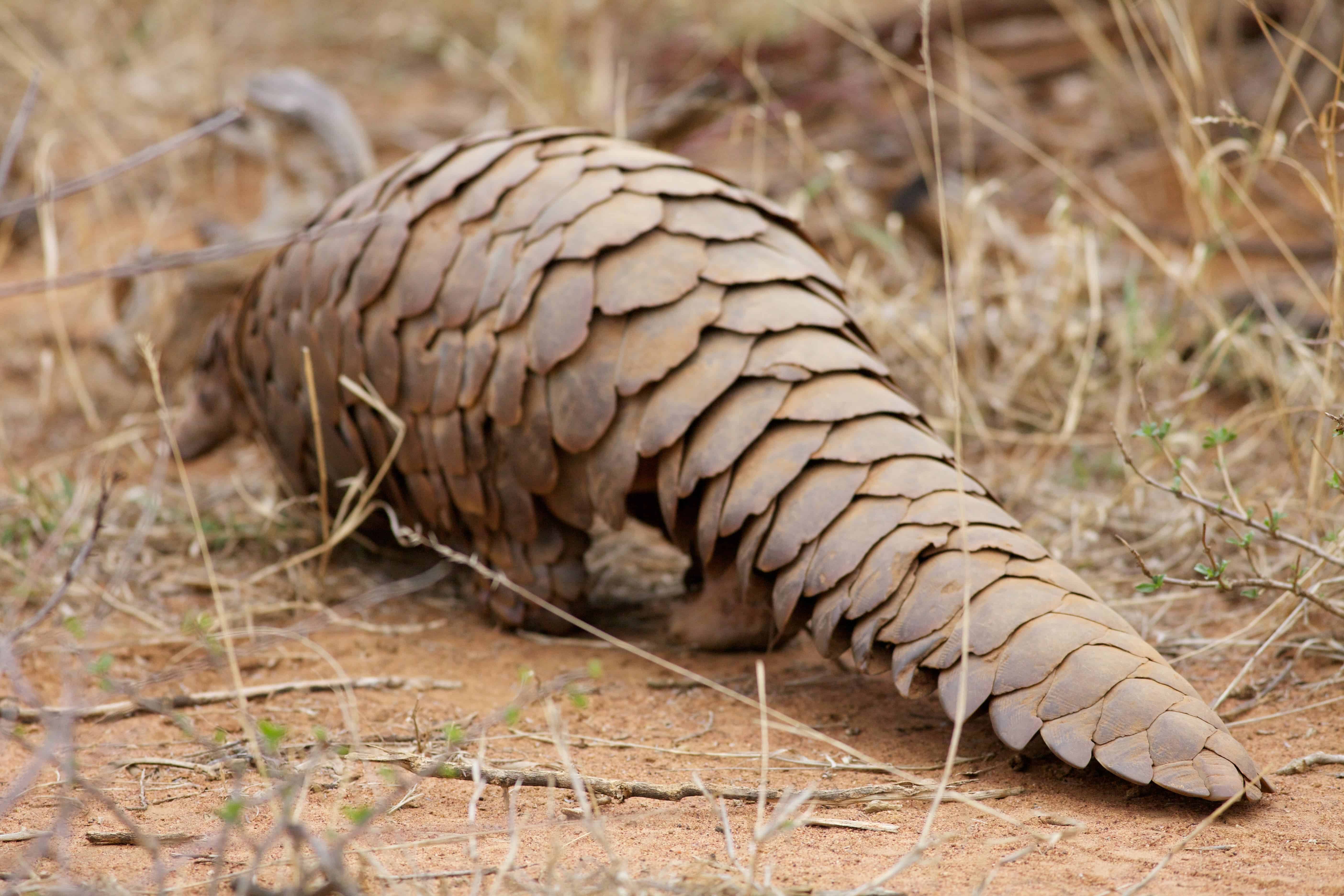 The pangolin is the only scaled mammal. It's also threatened by extinction, largely due to trafficking. Image credits: David Brossard.