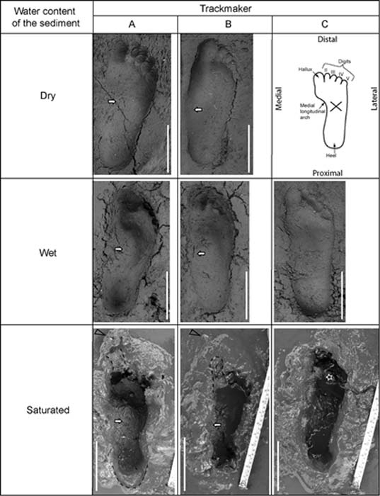 The researchers performed foot printing tests using different types of soils and moisture conidtions in order to replica the Pleistocene footprint. Credit: Universidad Austral de Chile.