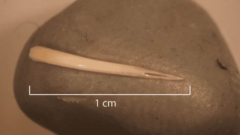A rattlesnake fang found in 1,500-year-old fossilized poop. Credit: E. M. Sonderman.