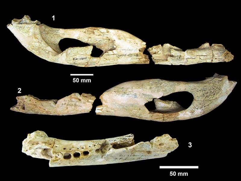 Alligator skull fragments.
