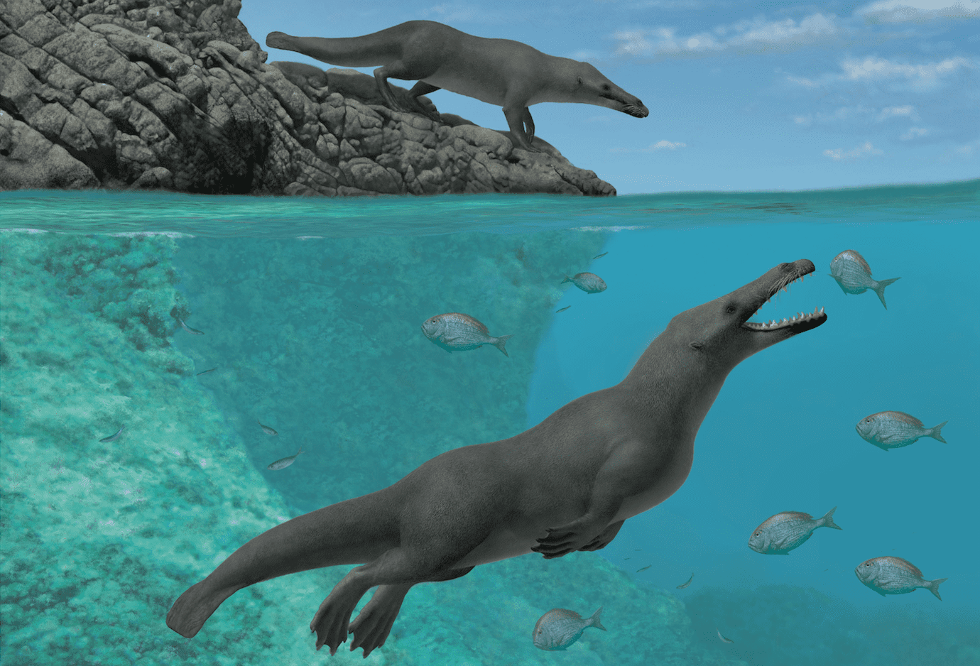 Doesn't look much like a whale, does it?Artistic reconstruction of newly discovered Peregocetus pacificus. Image credits: Alberto Gennari/Cell Press.