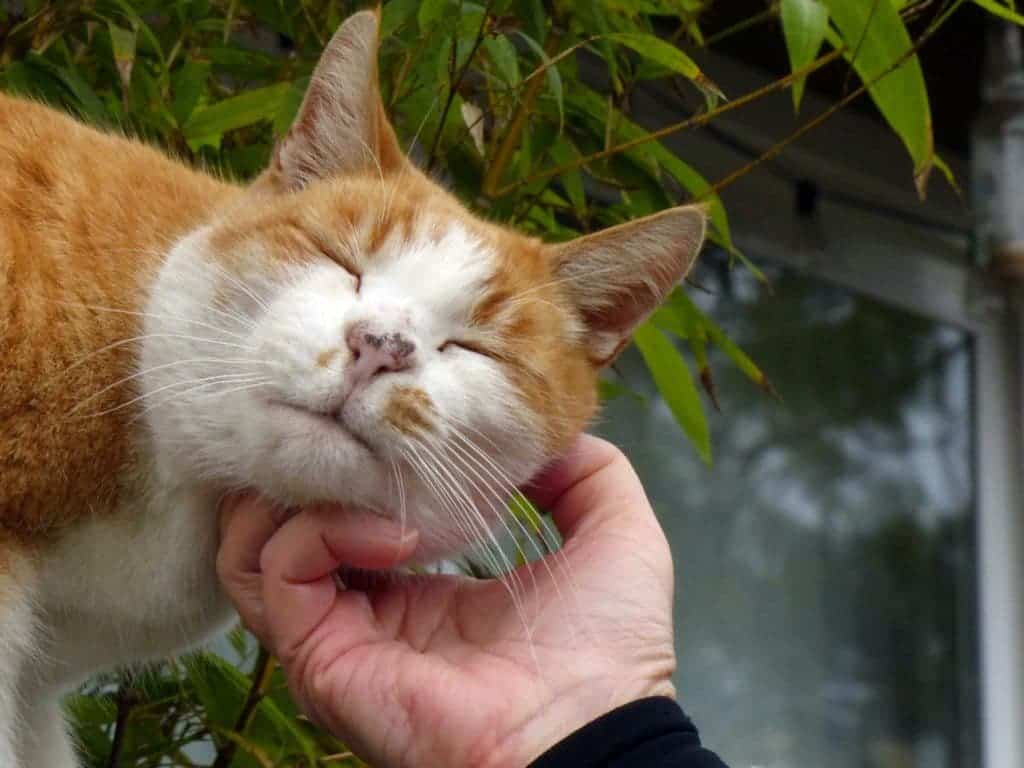 Orange cat pet.