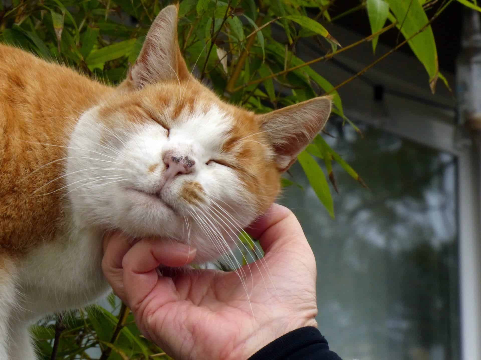 Orange cat pet.