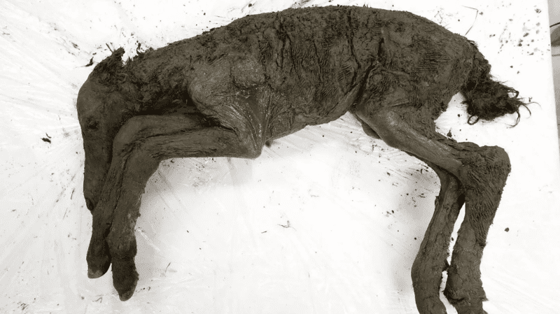 The remains of the 42,000-year-old foal. Image credits: Semyon Grigoryev/NEFU