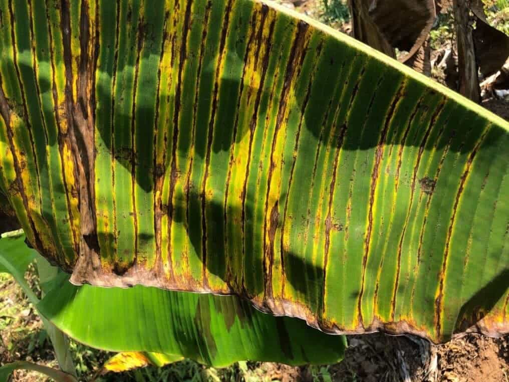 Dark streaks on a banana leaf caused by toxins released from the fungus when they react with sunlight. Credit: Dan Bebber.
