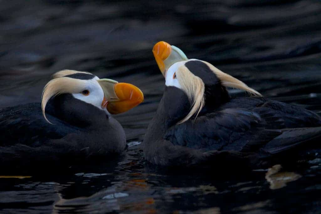 Tufted puffin.