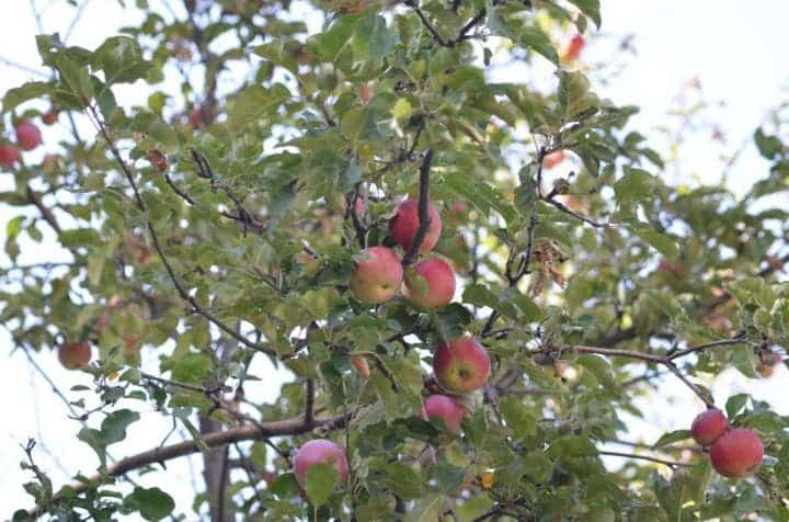 The wild apples in the Tien Shan Mountains represent the main ancestral population for our modern apple. Credit: Dr. Martin R. Stuchtey.