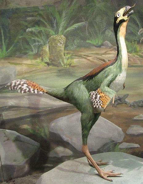 Caudipteryx Hendrickx.