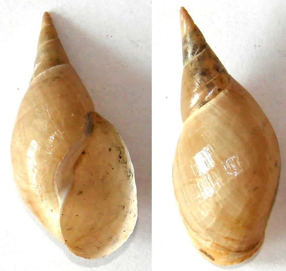 A shell of Lymnaea stagnalis, the snail used in the study. Image credits: Aung / Wikipedia.