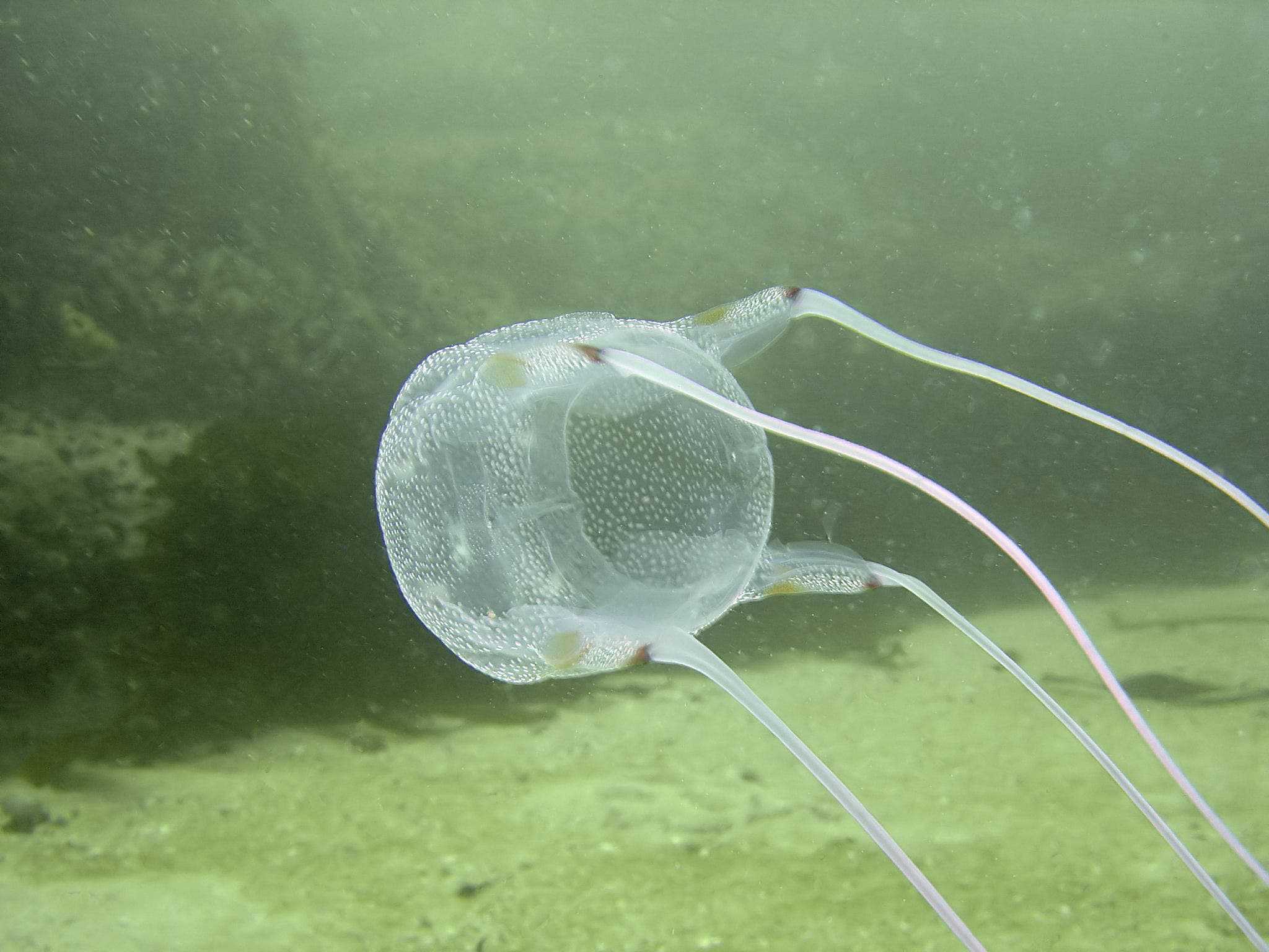 Box jellyfish. Credit: Wikimedia Commmons.