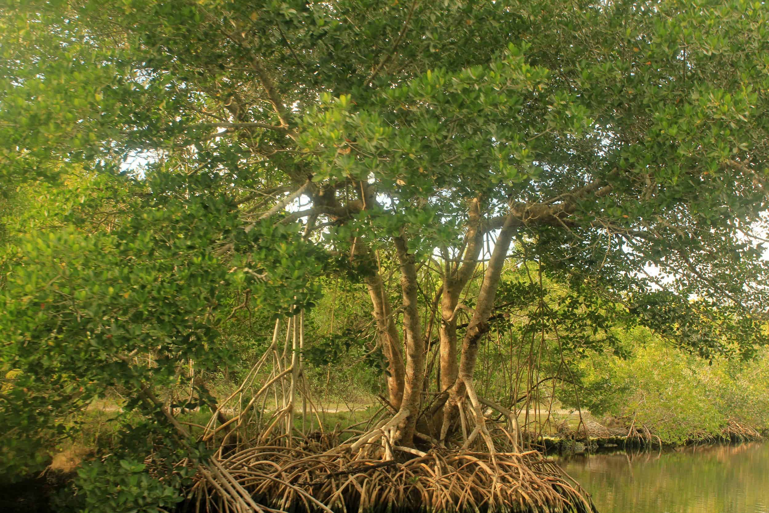 A mangrove tree in the Philippines. Image credits: Yinan Chen.