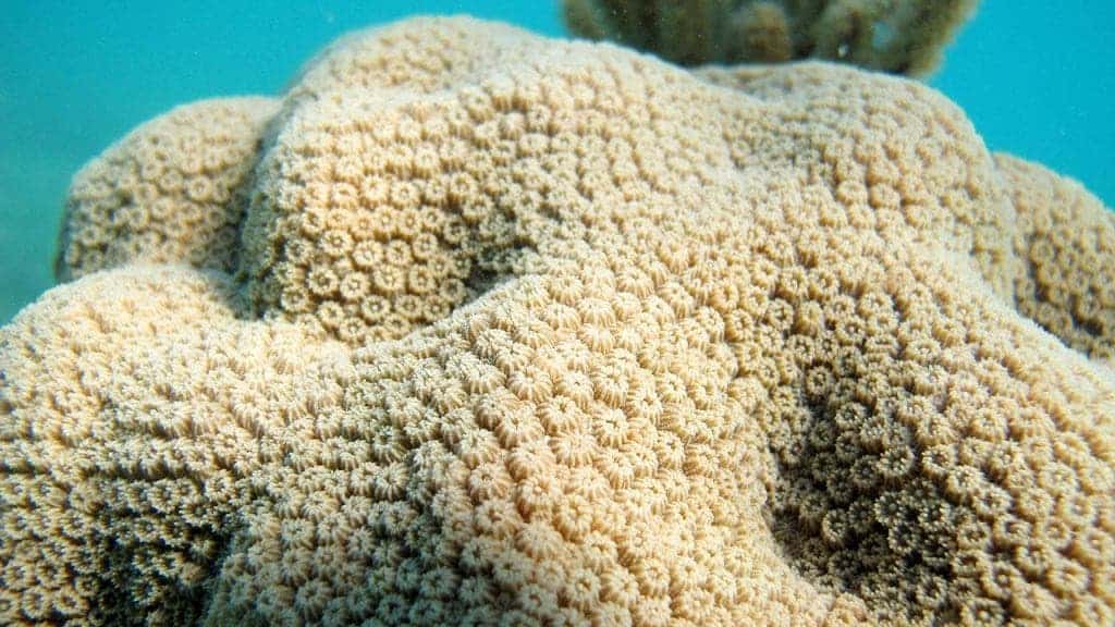 A close up view of the surface of an Orbicella faveolata coral. Credit: Amy Apprill, Woods Hole Oceanographic Institution. 