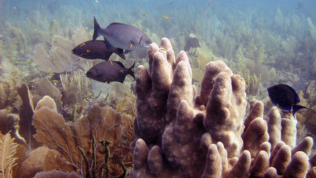 Reef fish hover over a pillar coral colony (Dendrogyra cylindrus). Credit: Amy Apprill, Woods Hole Oceanographic Institution.