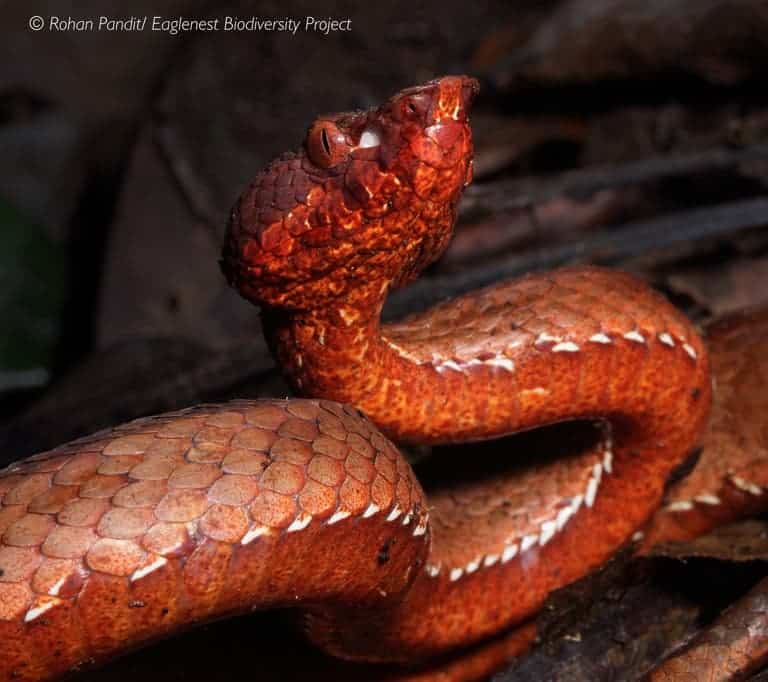 The Arunachal pit viper was found in the state of Arunachal Pradesh in northeast India, close to the border with Bhutan and China. Image by Rohan Pandit.