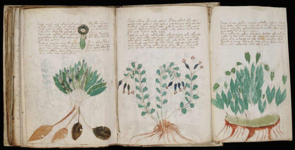 Excerpt from the Voynich Manuscript. Credit: Wikimedia Commons.