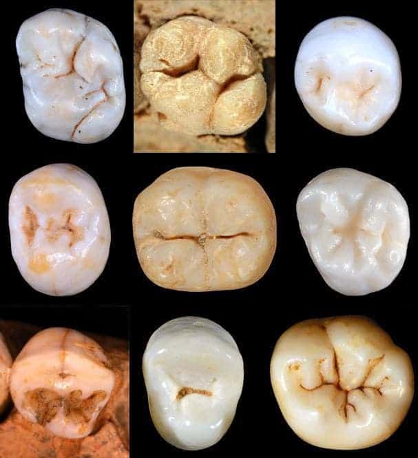 Hominin teeth. Image credits: Aida Gómez-Robles.
