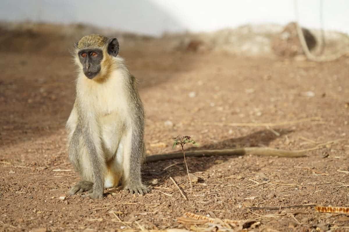 West African green monkey (Chrocebus sabaeus) in Senegal. Credit: Julia Fischer.