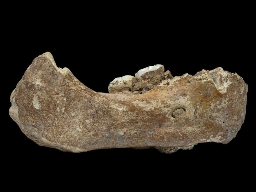 The Xiahe mandible was originally found in 1980 in Baishiya Karst Cave. Credit: Dongju Zhang/Lanzhou University.