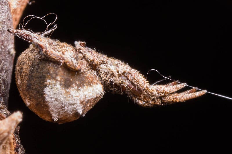 The triangle-weaver spider. Credit: Sarah Han.