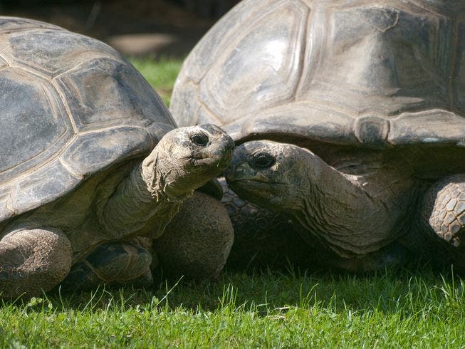 Unlike Bibi and Poldi, these two tortoises in Beauvoir, France, are still very much in love -- for now, at least. Image Credits: William Warby/Flickr.