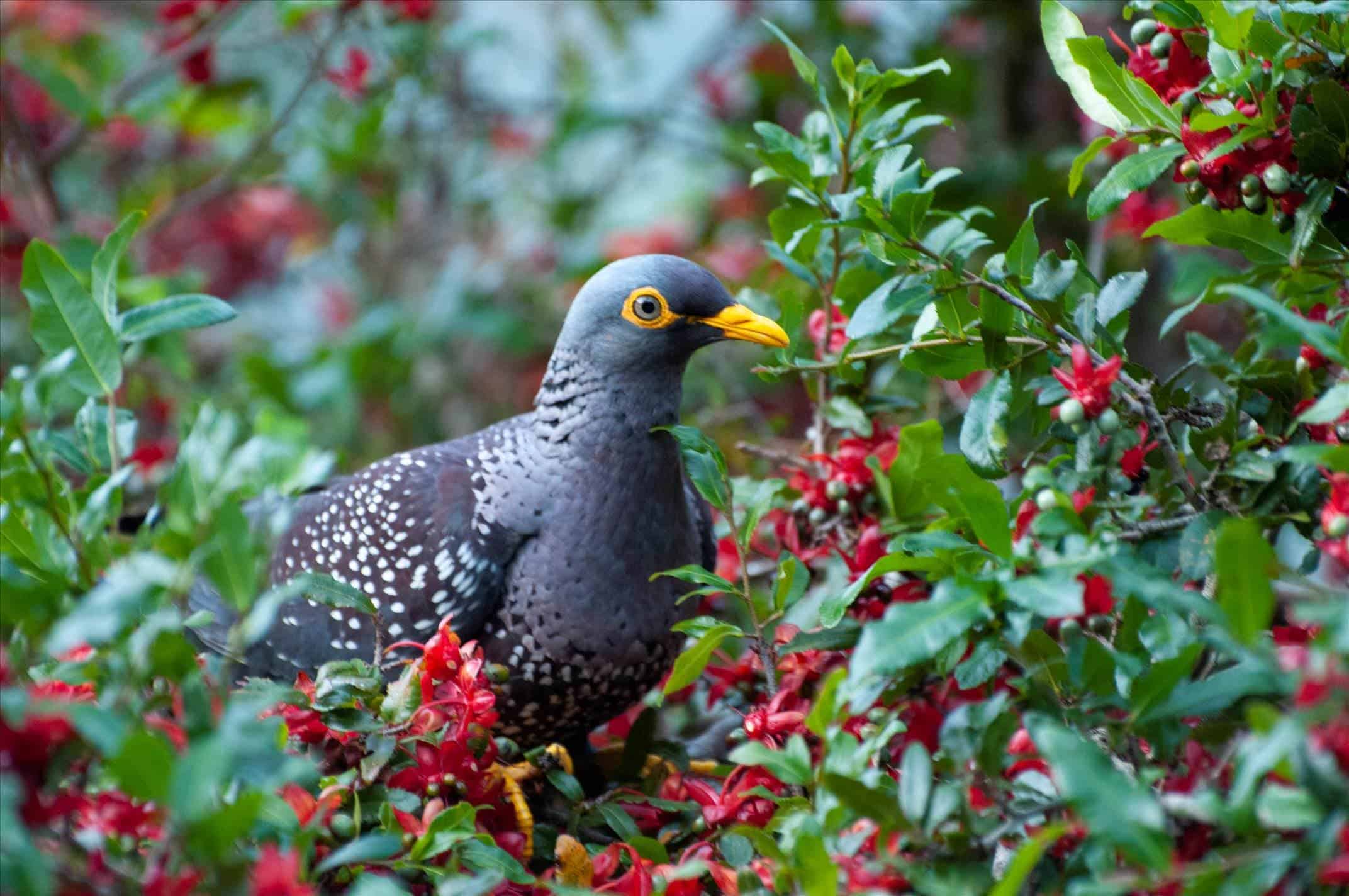 The African Olive Pigeon -- a fancy bird which enjoys fancy neighborhoods. Image credits: Dom Henry.