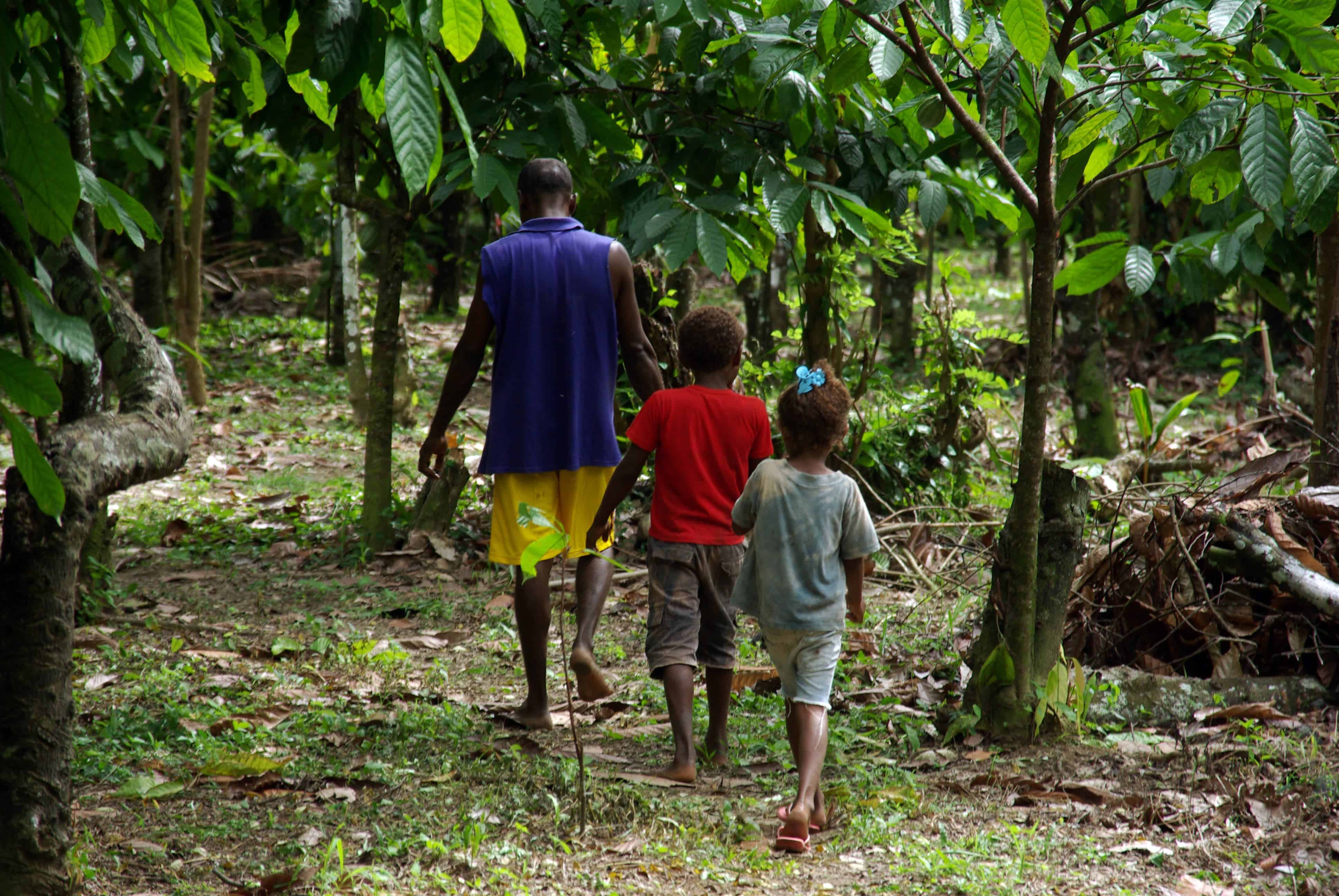 David Kebu Jnr walks through his cocoa farm with son, Snider and daughter Hadasha. Photo taken by Irene Scott for AusAID.