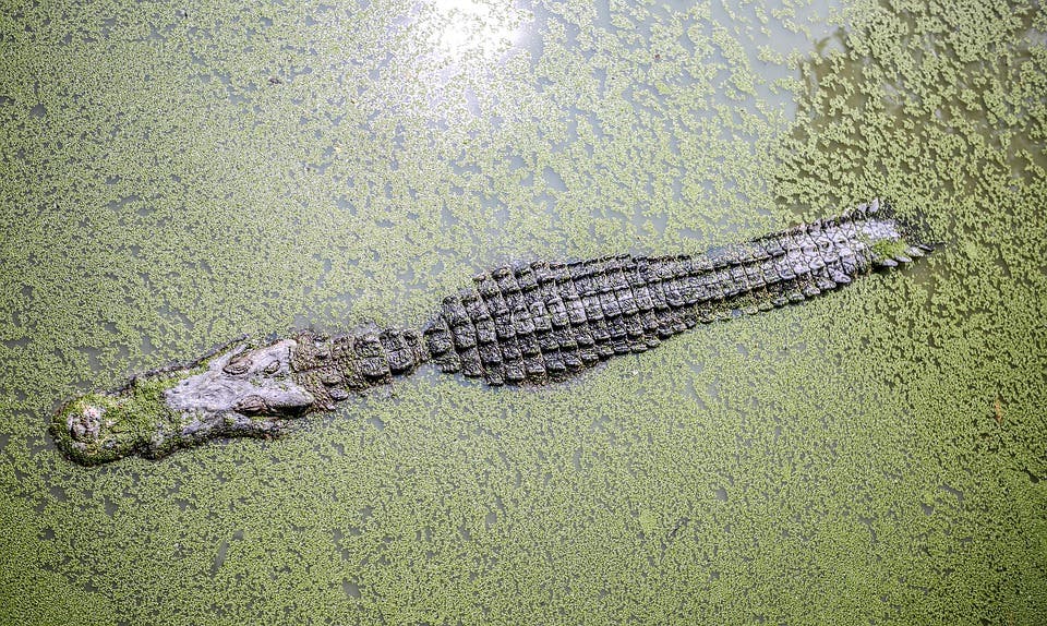 Crocodile.