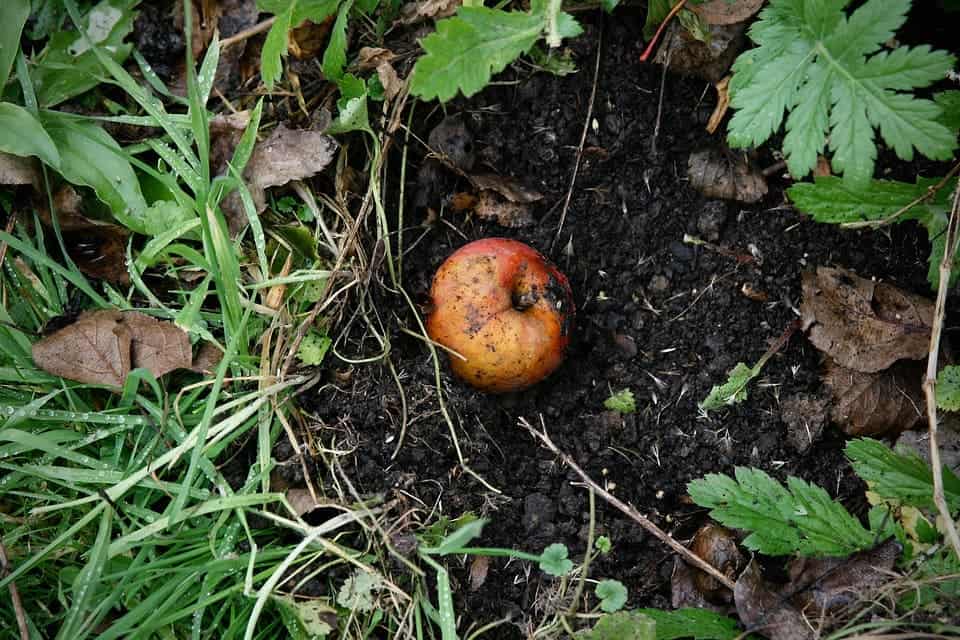 Apple soil.
