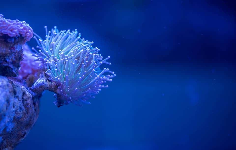 Coral polyp.