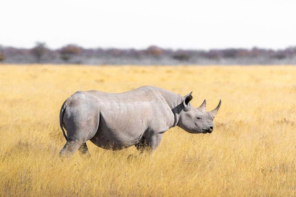 Rhino.