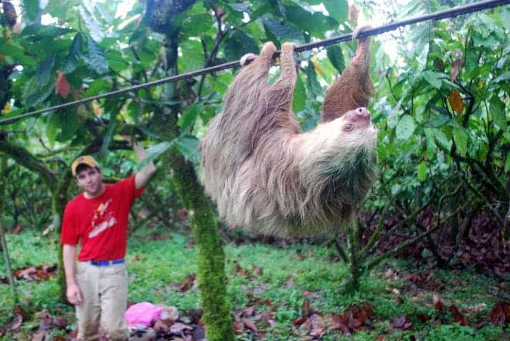 Two-toed sloth moves a cable at a cacao plantation in Costa Rica. Credit:  M. Zachariah Peery.