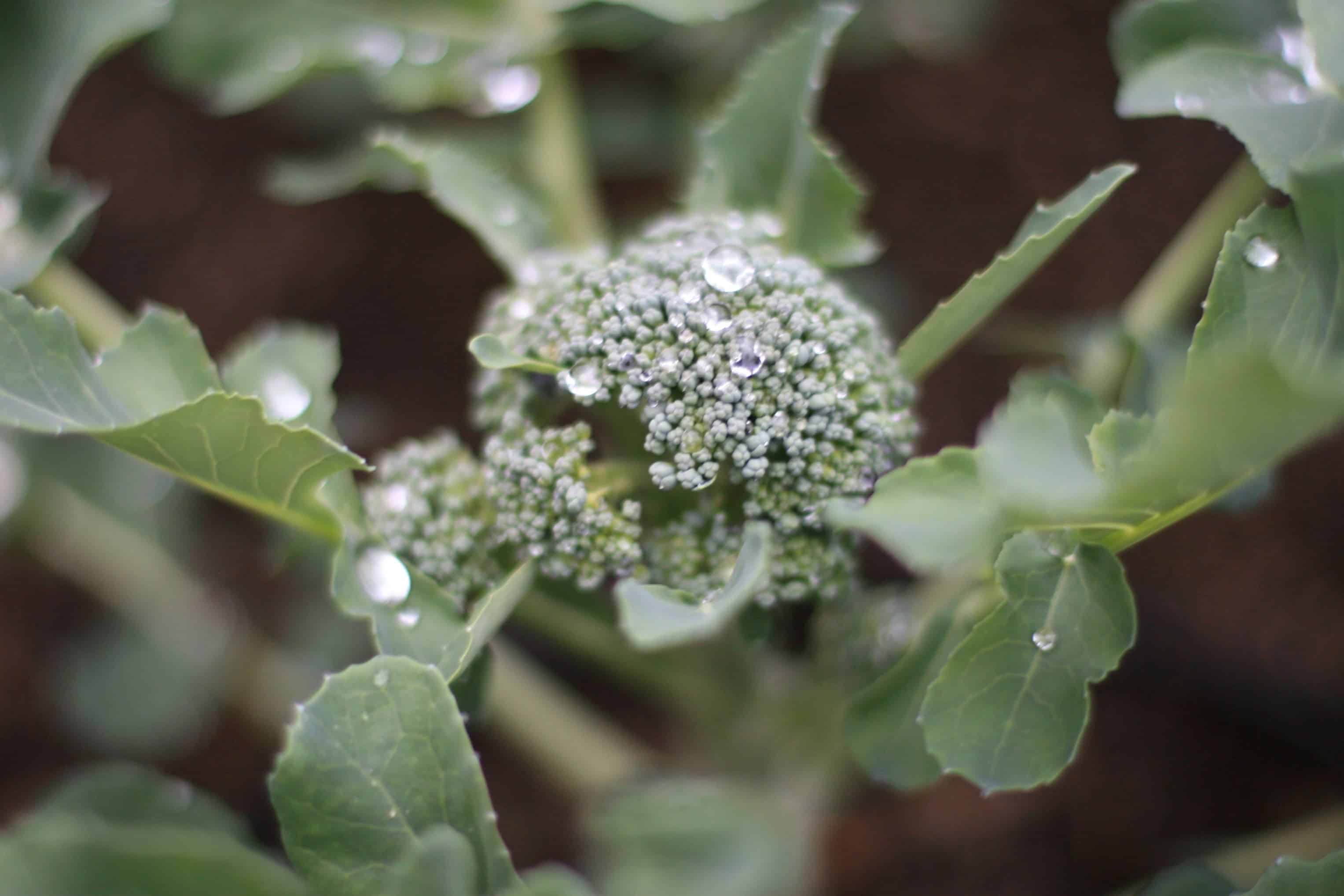 Broccoli, one of the affected crops. Credit: Living in Monrovia (Flickr)