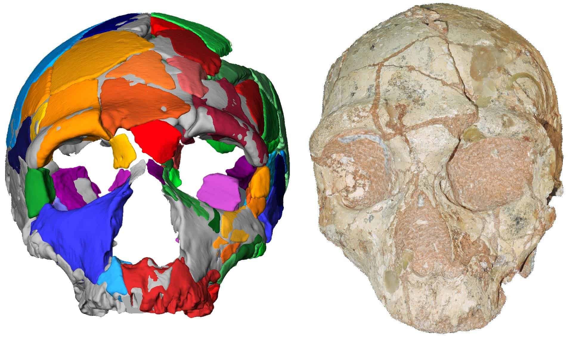 The Apidima 2 cranium (right) and its reconstruction (left). Apidima 2 does belong to a Neanderthal. Image credits: Katerina Harvati, Eberhard Karls University of Tübingen.