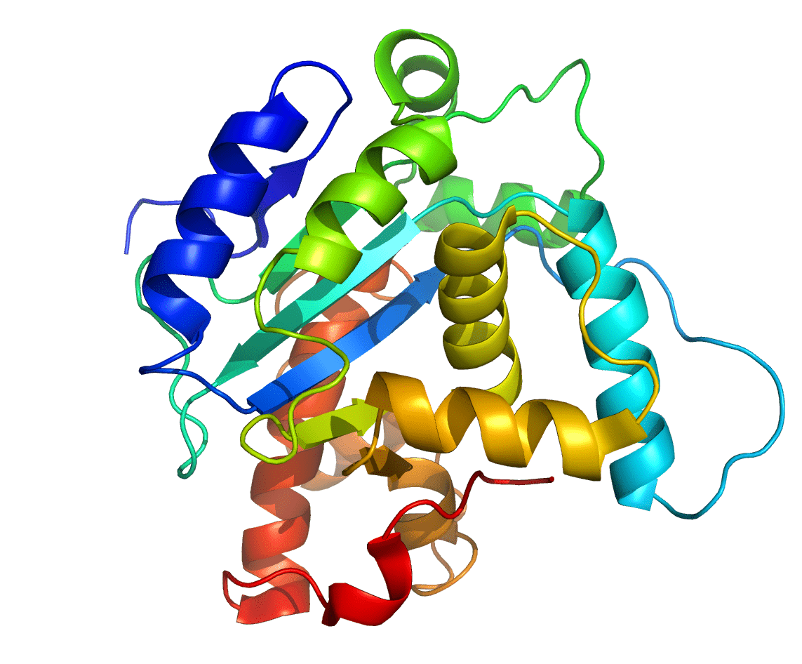The structure of a protein. Credit: Wikipedia Commons