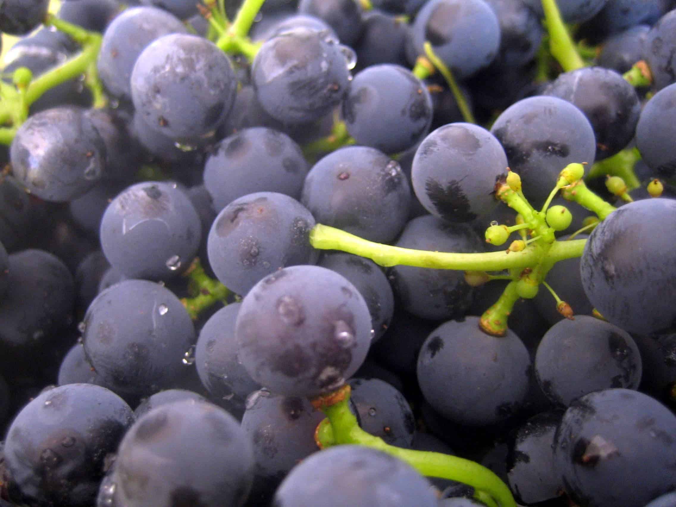 Resveratrol is found in a variety and berries and grapes -- yes, it carries over to red wine.
