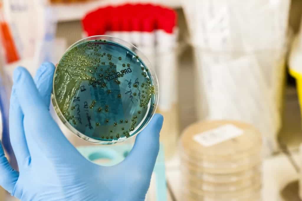 Bacteria culture in a Petri dish. Image credits: Inserm/Latron, Patrice.