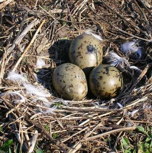 Inside the eggs, gull embryos hear, and respond to, warning calls from adult gulls.