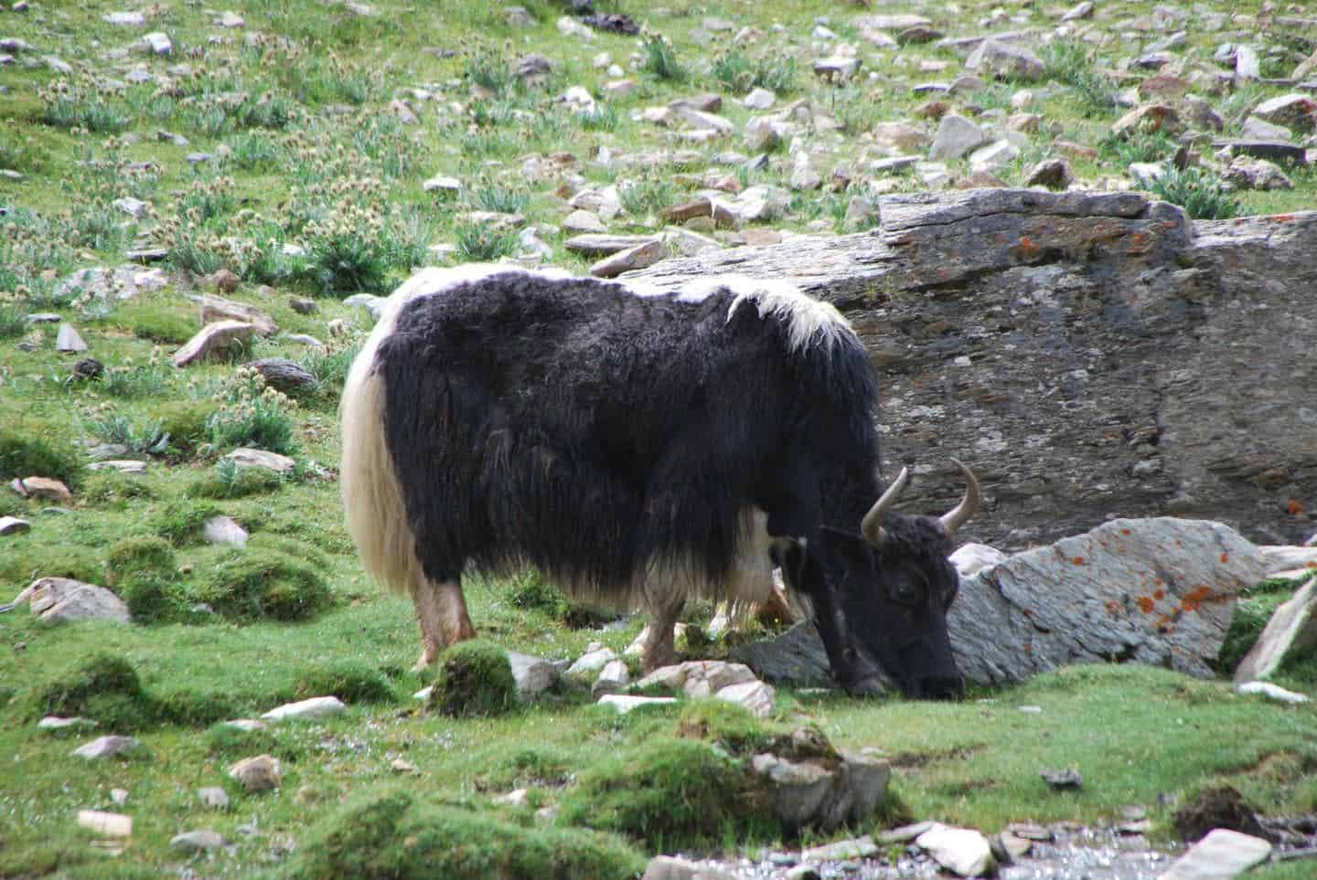 Large grazing animals have a strong selective force on plants, certain plants have evolved traits to thrive on pastoral landscapes. In the Himalayas, yaks (such as the one depicted here) were a significant evolutionary driver. Image credits: Robert Spengler.