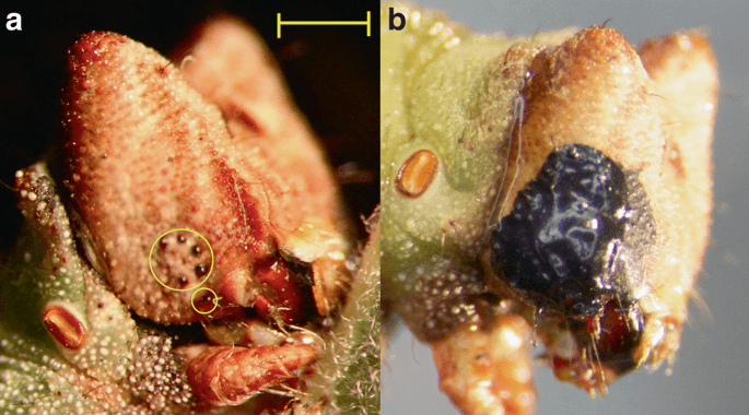 Left: control B. betularia larva, with its six uncovered eyes circled in yellow. Right: blindfolded caterpillar with eyes obscured by an opaque black acrylic paint. Credit: Nature Communications.