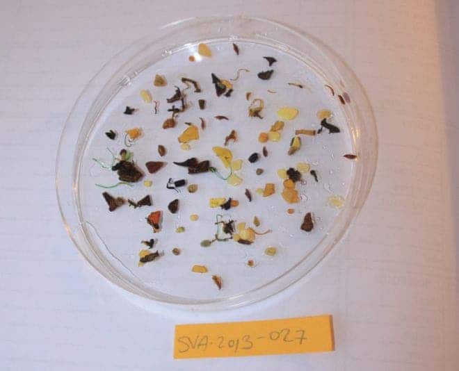 Microplastic fragments from the Arctic. Credit: Alice Trevail.