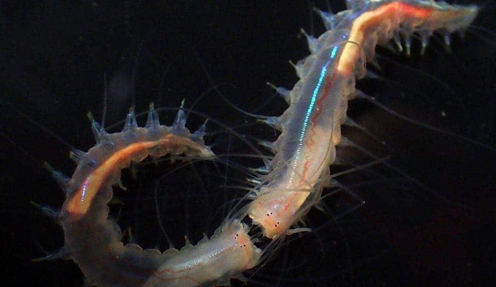 When two sea-worms engage in "mouth fighting", they produce powerful snapping sounds. Credit: Ryutaro Goto.