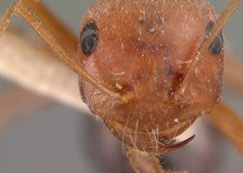 AntWeb.org image of Order:Hymenoptera Family:Formicidae Genus:Cataglyphis Species:Cataglyphis bombycinus Specimen:casent0102114 View:head