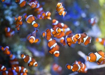 Clownfish swim at the Ocearium in Le Croisic, western France, on December 6, 2016.  / AFP PHOTO / LOIC VENANCE